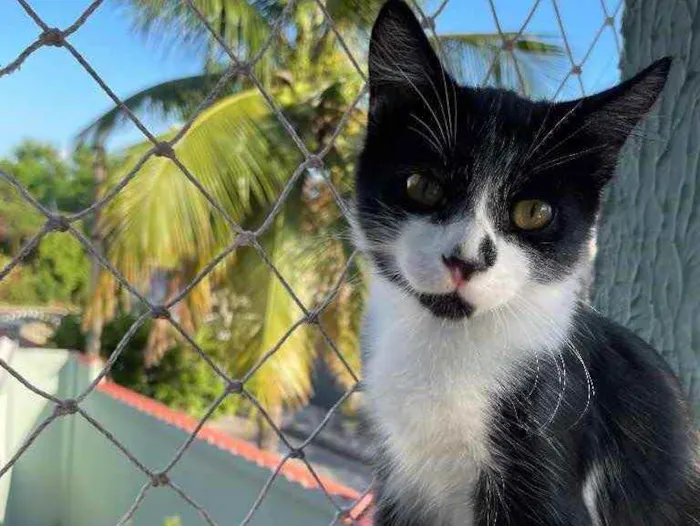 Gato ra a SRN idade Abaixo de 2 meses nome Jhon