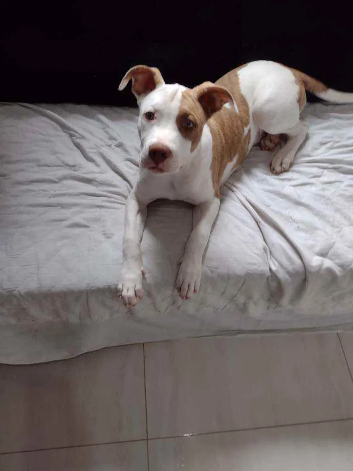 Cachorro ra a Pitbull idade 7 a 11 meses nome Bob