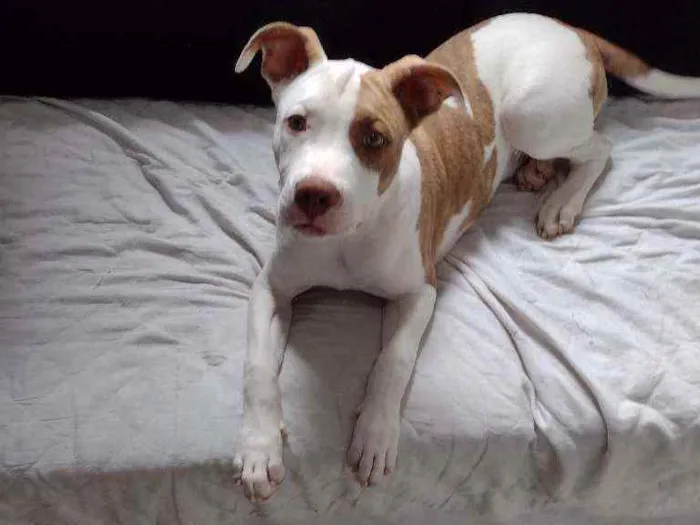 Cachorro ra a Pitbull idade 7 a 11 meses nome Bob