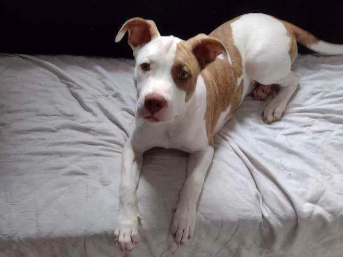 Cachorro ra a Pitbull idade 7 a 11 meses nome Bob