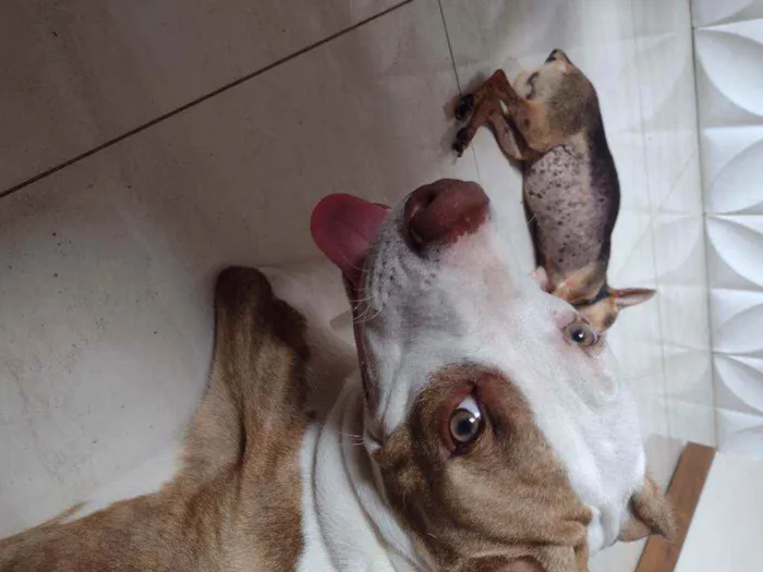 Cachorro ra a Pitbull idade 7 a 11 meses nome Bob