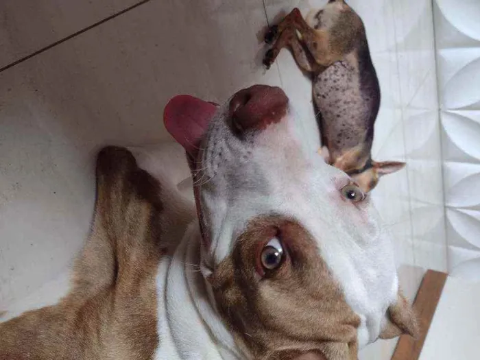 Cachorro ra a Pitbull idade 7 a 11 meses nome Bob