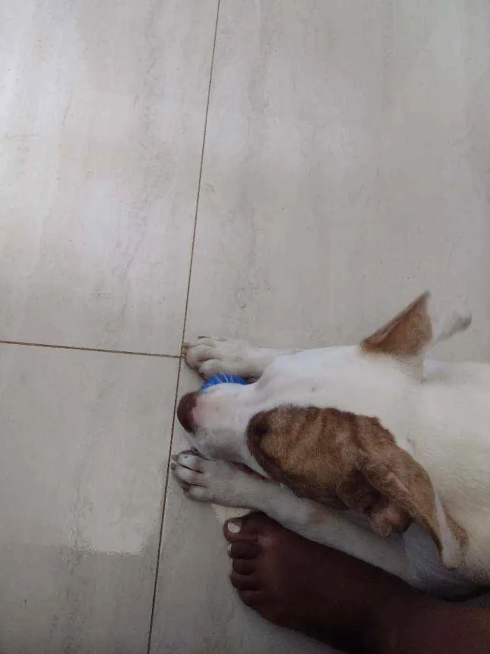 Cachorro ra a Pitbull idade 7 a 11 meses nome Bob