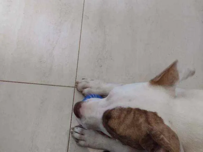 Cachorro ra a Pitbull idade 7 a 11 meses nome Bob