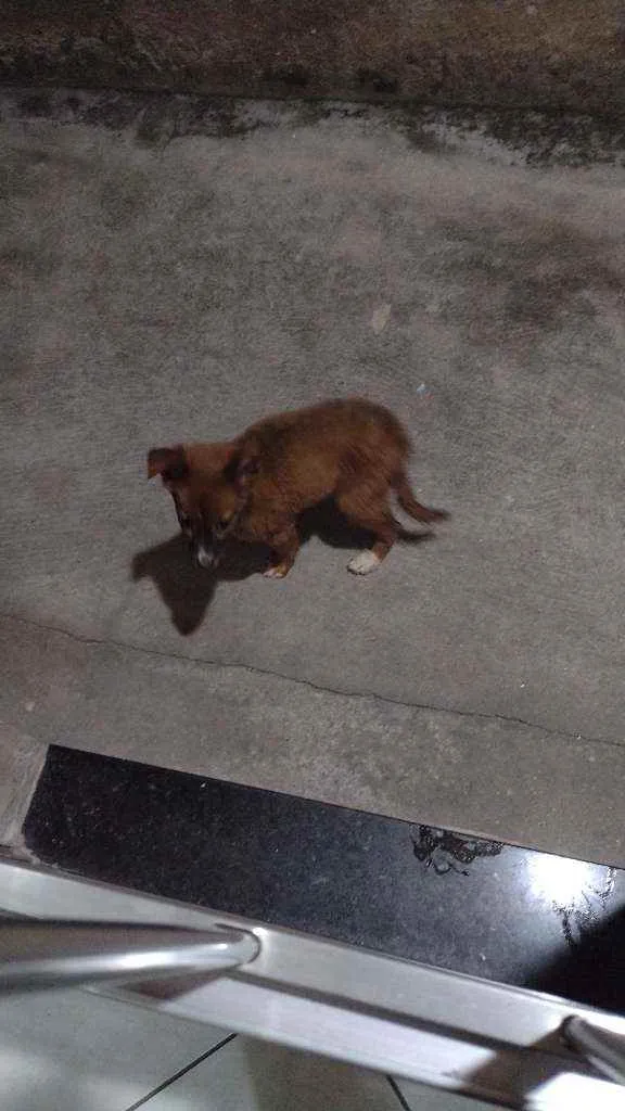 Cachorro ra a Srd idade 2 a 6 meses nome Luly