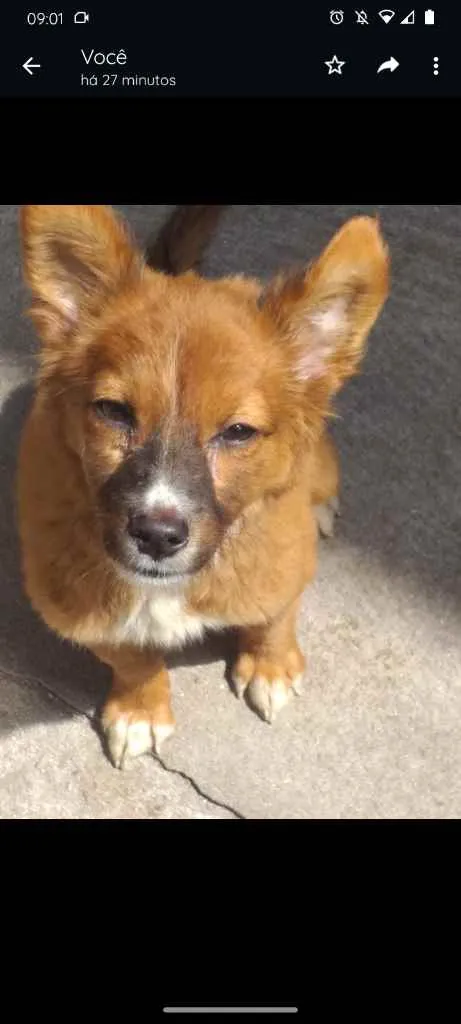 Cachorro ra a Srd idade 2 a 6 meses nome Luly