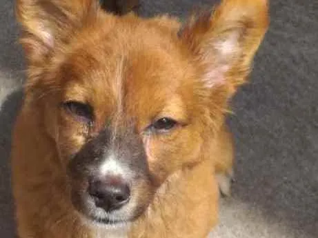Cachorro ra a Srd idade 2 a 6 meses nome Luly