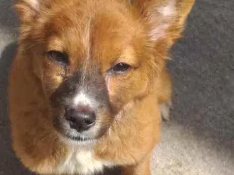 Cachorro ra a Srd idade 2 a 6 meses nome Luly