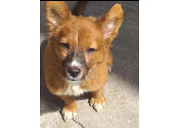 Cachorro ra a Srd idade 2 a 6 meses nome Luly