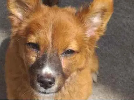 Cachorro ra a Srd idade 2 a 6 meses nome Luly