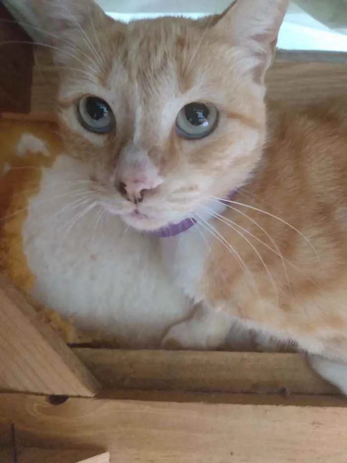 Gato raça Srd idade 1 ano nome Tedy