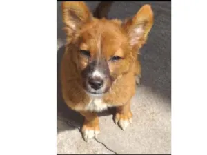 Cachorro raça Srd idade 2 a 6 meses nome Luly