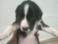 Aa