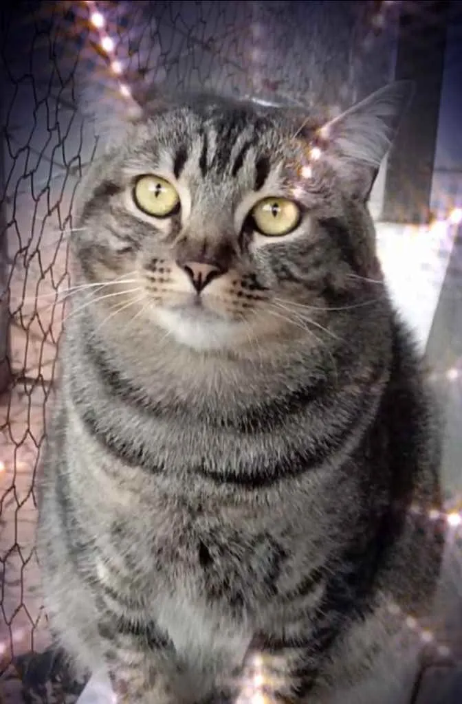 Gato raça Srd idade 1 ano nome Tom gorduchinho 