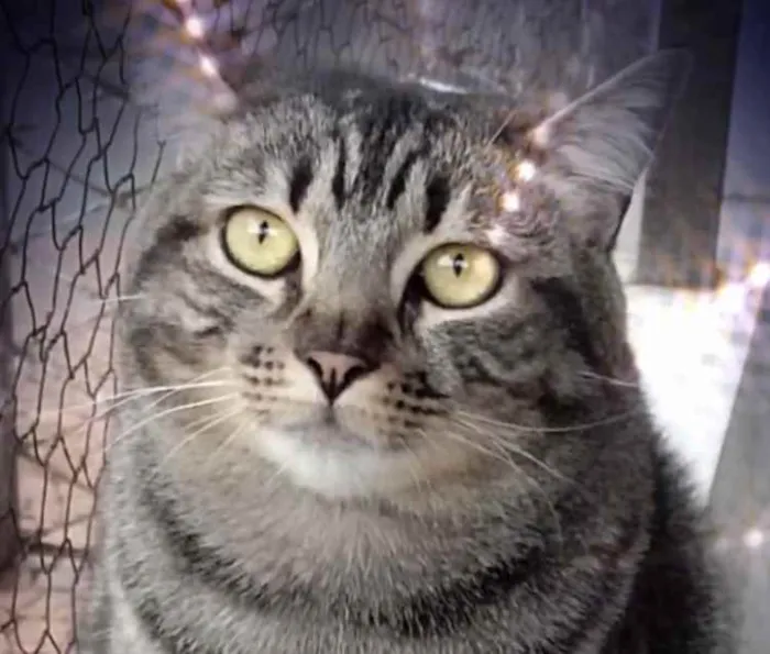 Gato raça Srd idade 1 ano nome Tom gorduchinho 