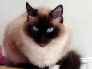 Gato raça Srd idade 1 ano nome Gatinha maravilhosa 