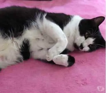 Gato raça Srd idade 1 ano nome Diego frajolinha 