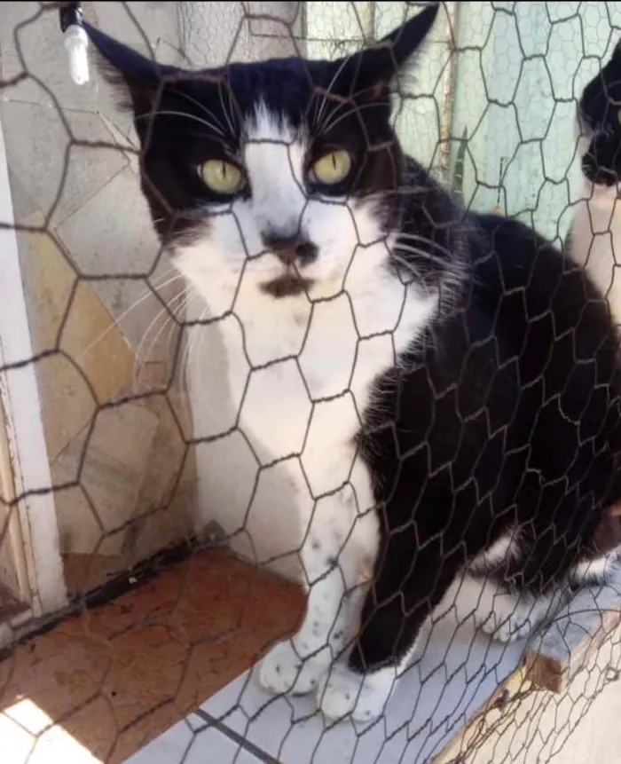 Gato raça Srd idade 1 ano nome Diego frajolinha 