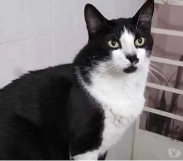 Gato raça Srd idade 1 ano nome Diego frajolinha 