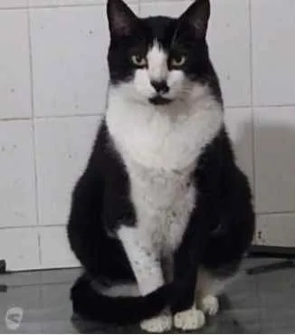 Gato raça Srd idade 1 ano nome Diego frajolinha 