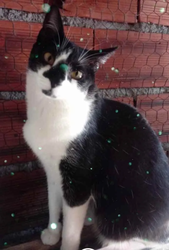 Gato raça Srd frajolinha  idade 1 ano nome Linguiça linda 