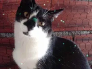 Gato raça Srd frajolinha  idade 1 ano nome Linguiça linda 