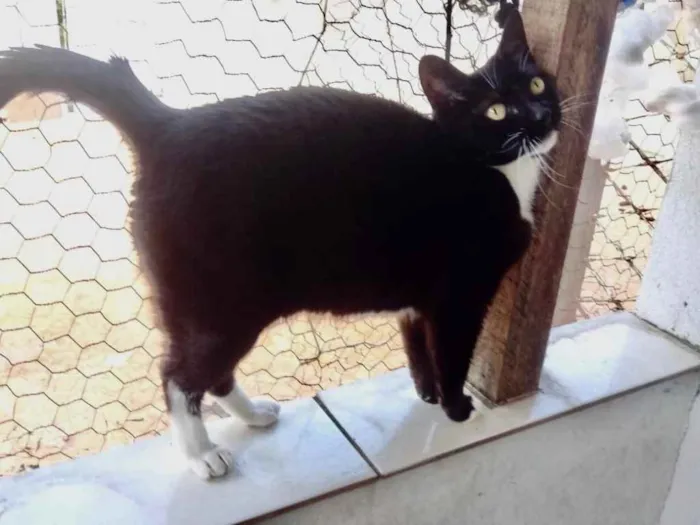 Ariane linda frajola