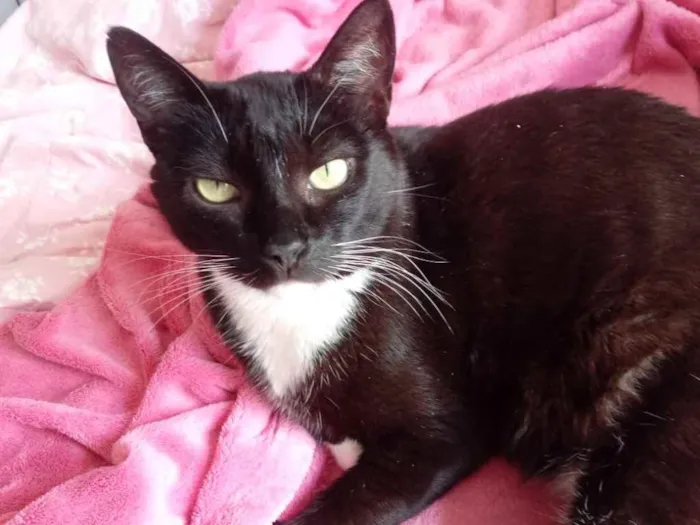 Gato raça Srd frajolinha  idade 1 ano nome Ariane linda frajola