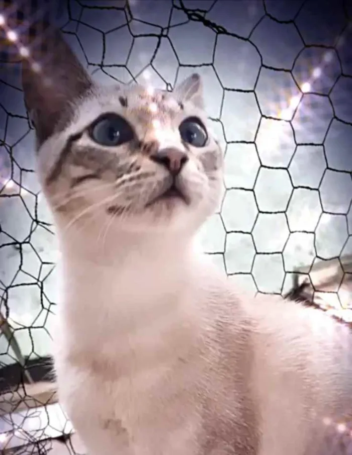 Gato raça Srd  idade 7 a 11 meses nome Biscoito bb 8 meses 