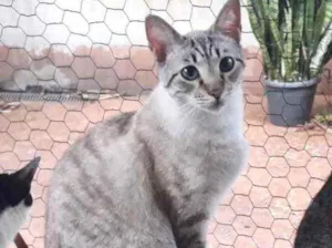 Gato raça Srd  idade 7 a 11 meses nome Biscoito bb 8 meses 