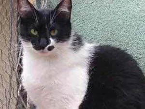 Gato raça Srd frajolinha  idade 1 ano nome Sarah lindíssima 