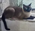Gato raça Siamês  idade 1 ano nome Nick 1 aninho 