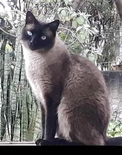 Gato raça Siamês  idade 1 ano nome Nick 1 aninho 