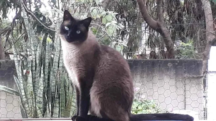 Gato raça Siamês  idade 1 ano nome Nick 1 aninho 