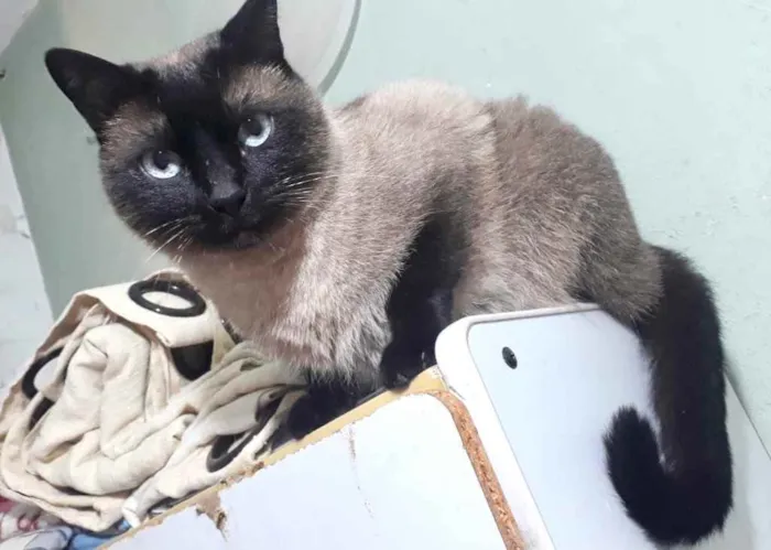 Gato raça Siamês  idade 1 ano nome Nick 1 aninho 