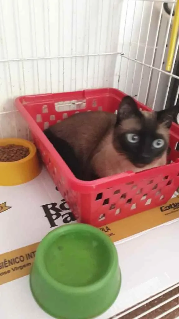 Gato raça Siamês  idade 1 ano nome Nick 1 aninho 