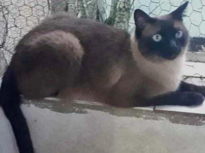 Gato raça Siamês  idade 1 ano nome Nick 1 aninho 