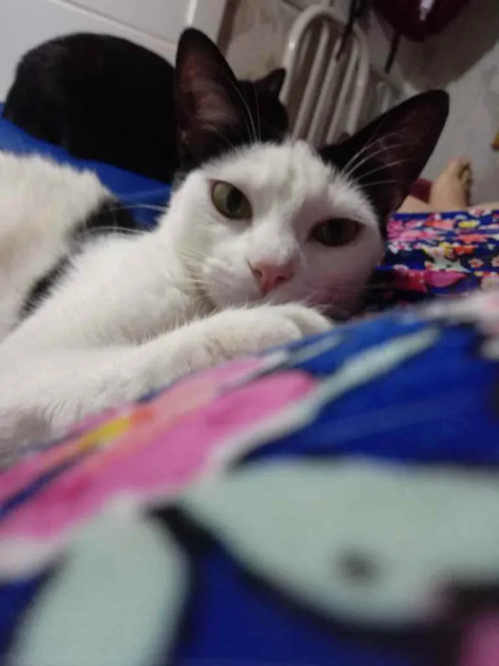 Gato raça Srd idade 1 ano nome Cherry Linda 