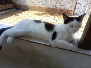 Gato raça Srd idade 1 ano nome Cherry Linda 
