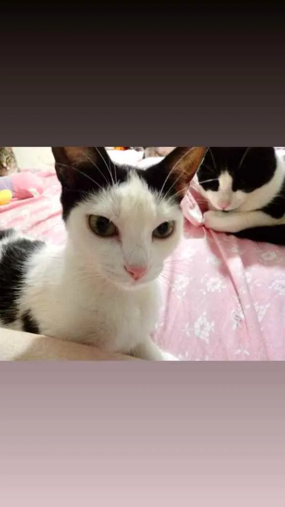 Gato raça Srd idade 1 ano nome Cherry Linda 