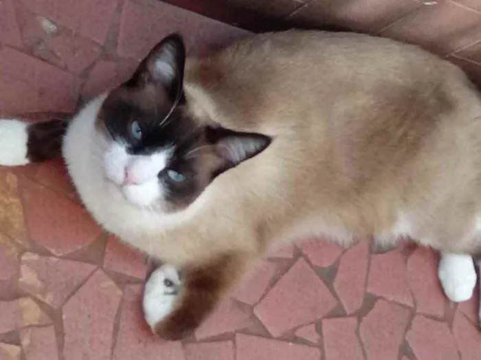 Gato raça Srd idade 1 ano nome Bolacha lindo 