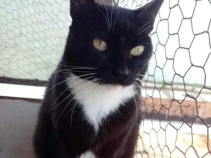 Gato raça Srd frajolinha  idade 1 ano nome Gigi Linda 