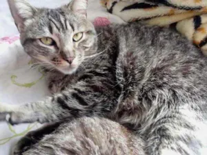 Gato raça Srd idade 1 ano nome Raja linda e fofinha
