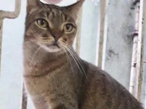 Gato raça Srd  idade 1 ano nome Ruivo lindo e fofo