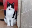 Gato raça Srd frajolinha  idade 1 ano nome Pitoco super FOFO 