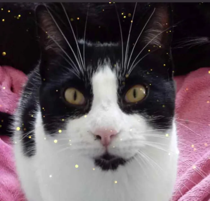 Gato raça Srd frajolinha  idade 1 ano nome Pitoco super FOFO 