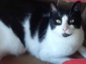 Gato raça Srd frajolinha  idade 1 ano nome Pitoco super FOFO 
