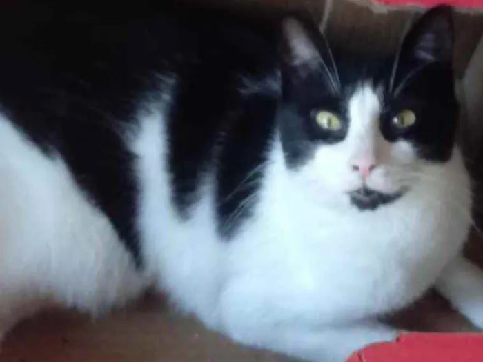 Gato raça Srd frajolinha  idade 1 ano nome Pitoco super FOFO 