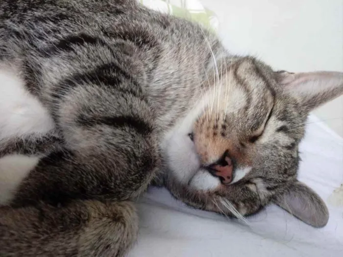 Gato raça Std idade 1 ano nome Tigue lindo gatinho 