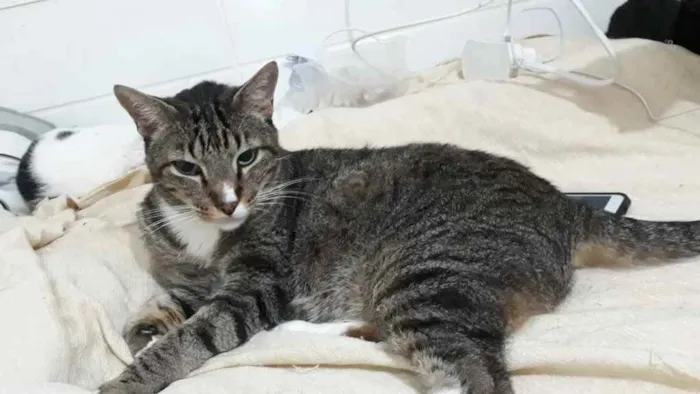 Gato raça Std idade 1 ano nome Tigue lindo gatinho 